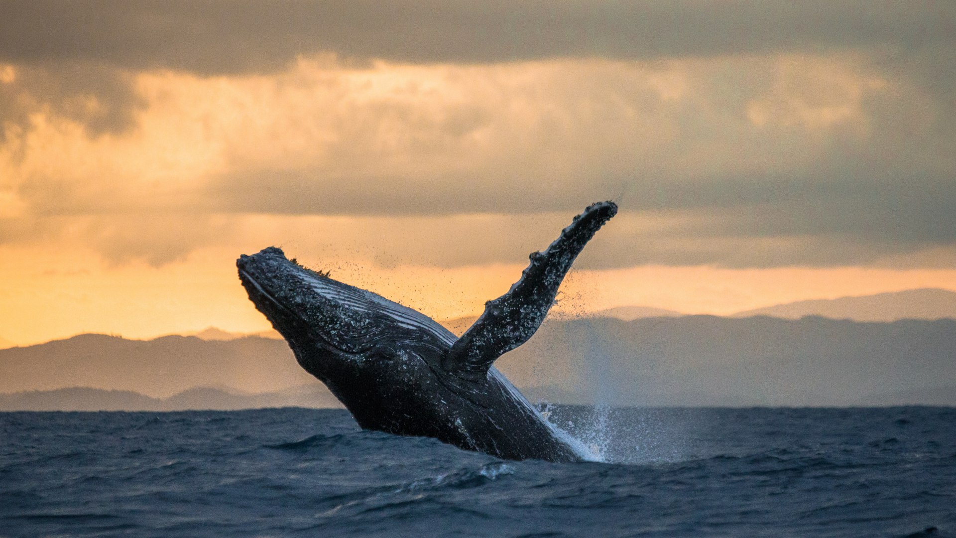 observation-des-baleines-dans-le-pacifique-terra-colombia