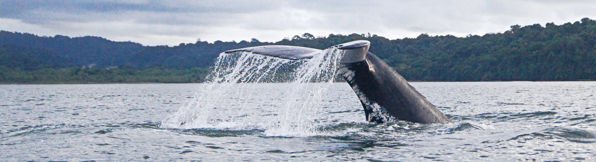 Baleine dans le Pacifique en Colombie